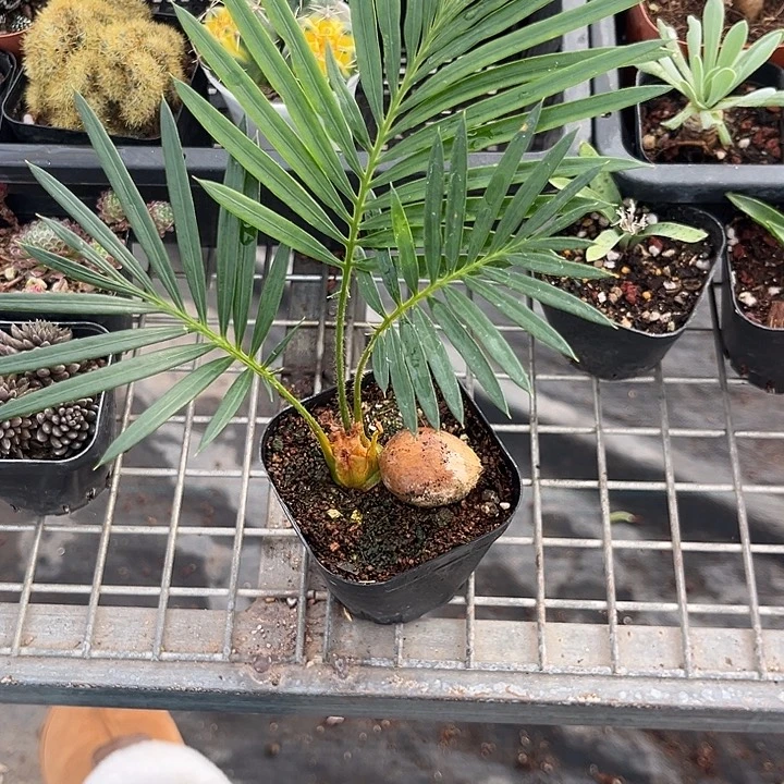 我也不知道我为什么要这样