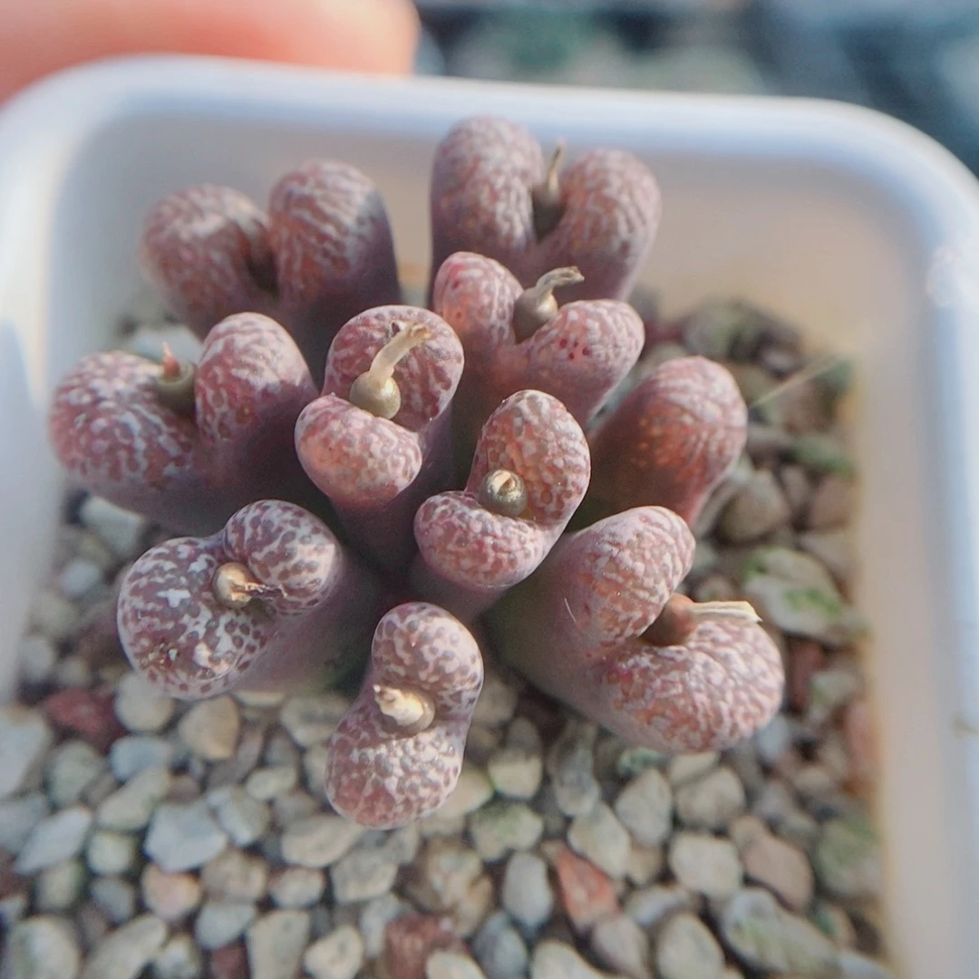 飞***鱼生石花花花花花花408