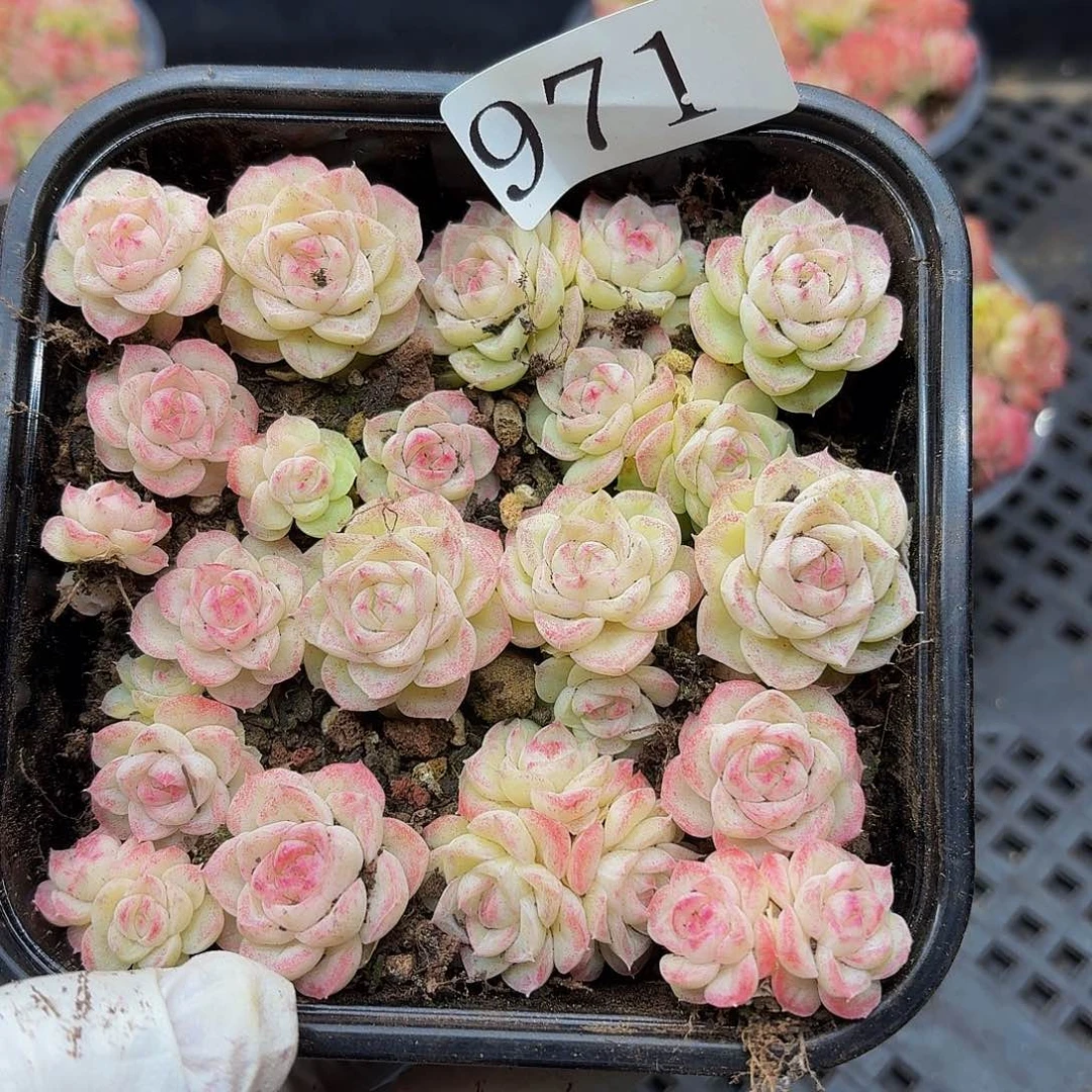 多肉植物多肉植物971