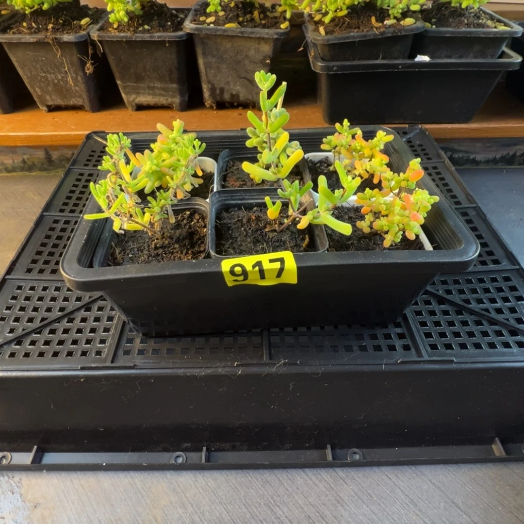 枝干番杏多肉植物917