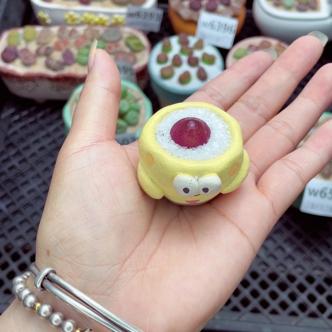 气***！w6505 带盆土发货一物一拍