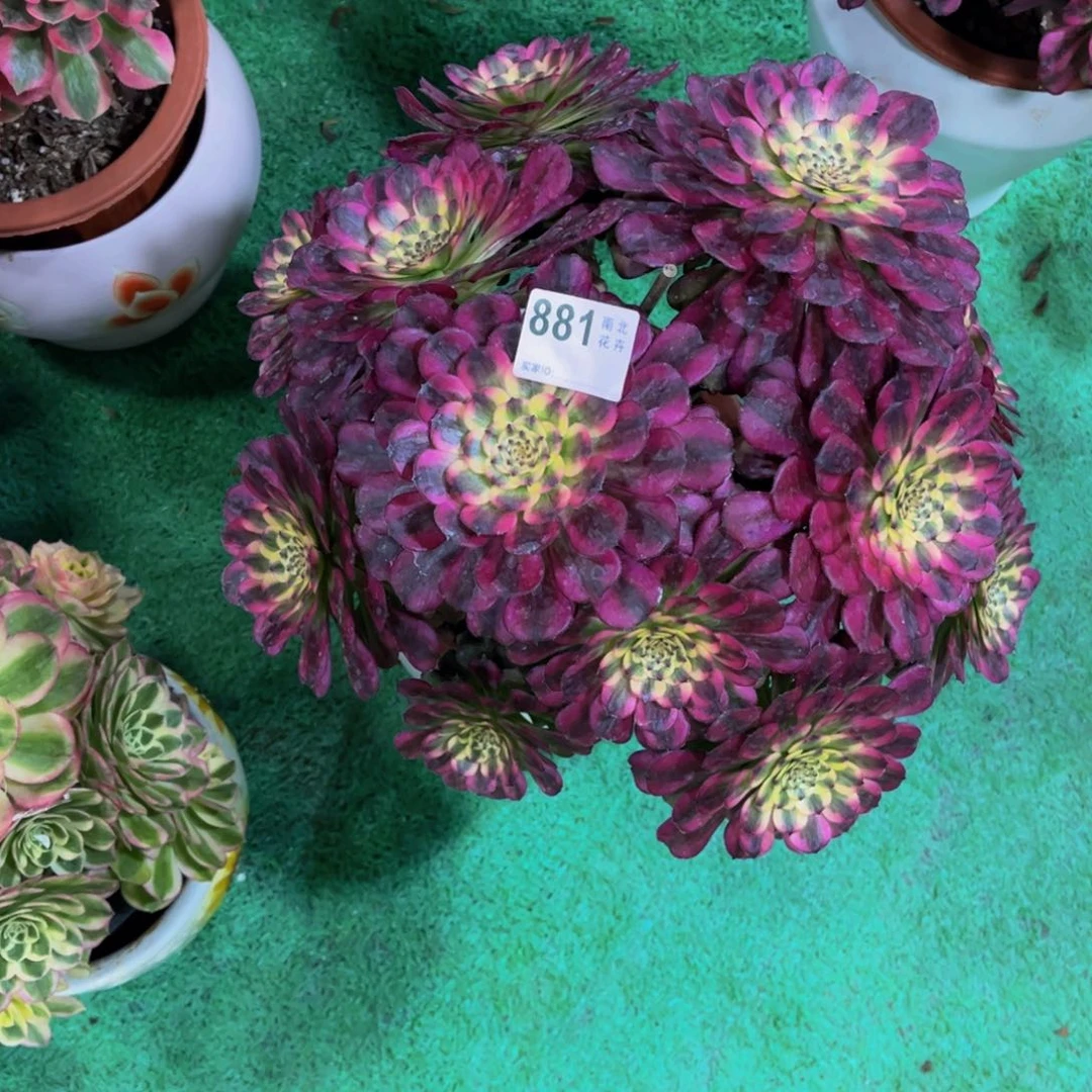 @*多肉舞天姬00000881