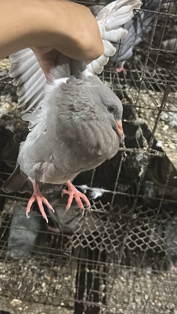 青年肉鸽【售后只包活到家 】