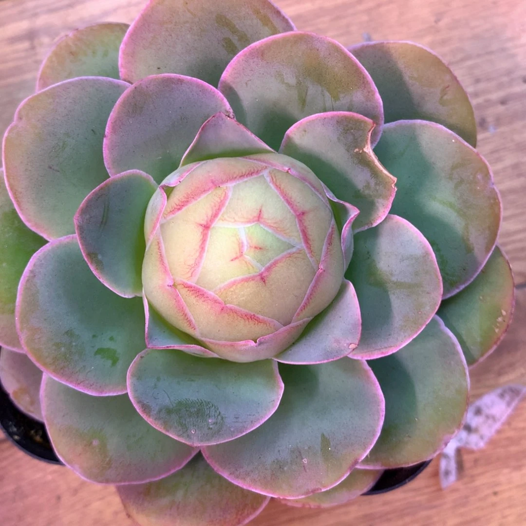 安*姐一物一拍帕美199