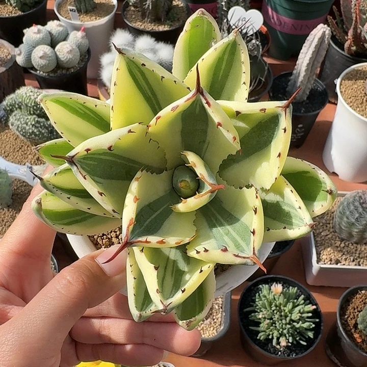 沙漠之砖龙舌兰仙人球
