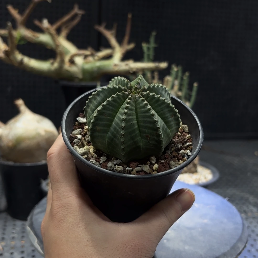 法丽达39999966666666666