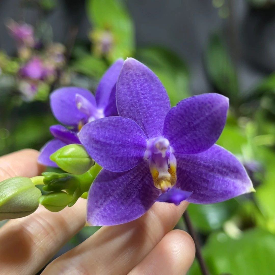 完全开放3.5寸柳林蓝星开花株