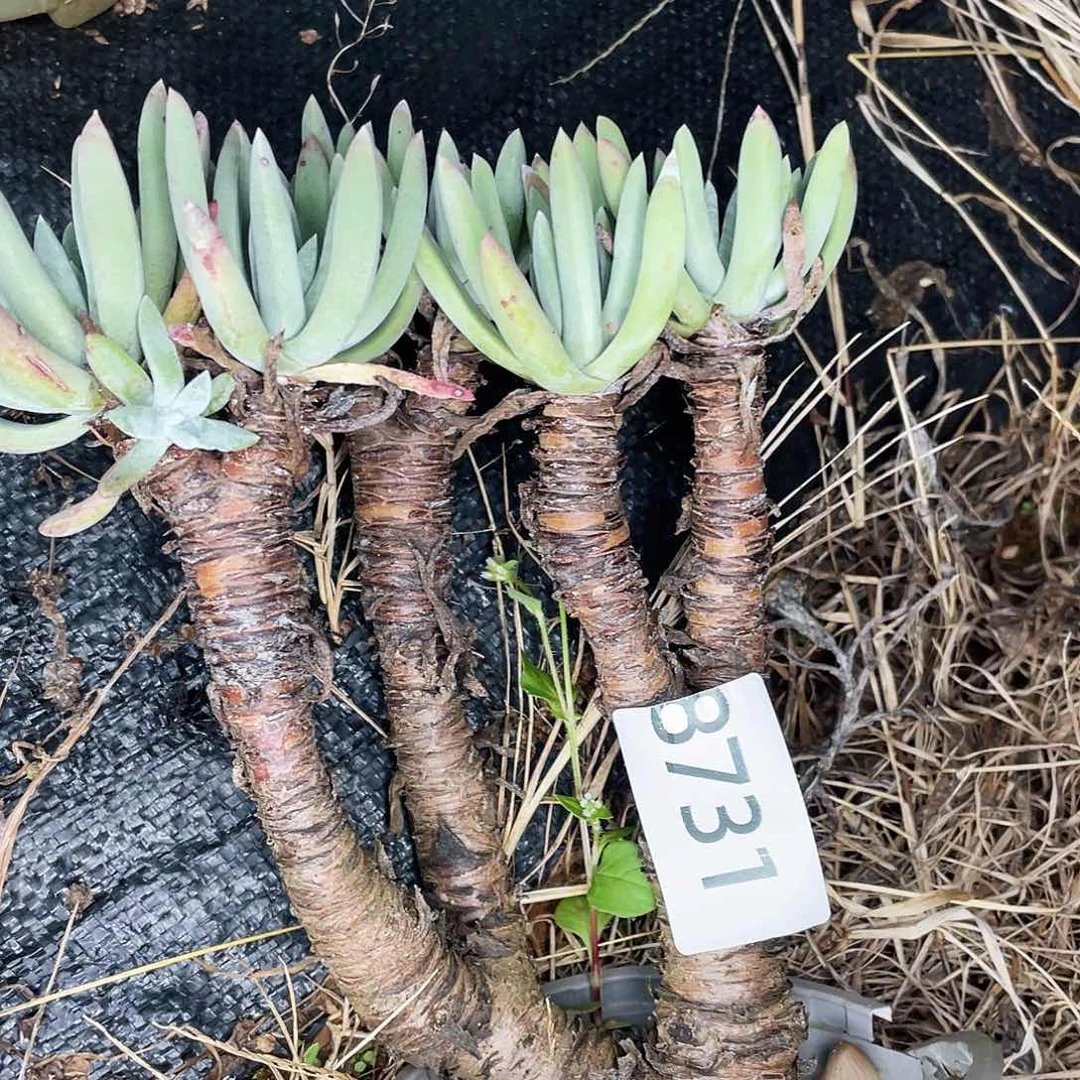 法瑞老桩多头8731