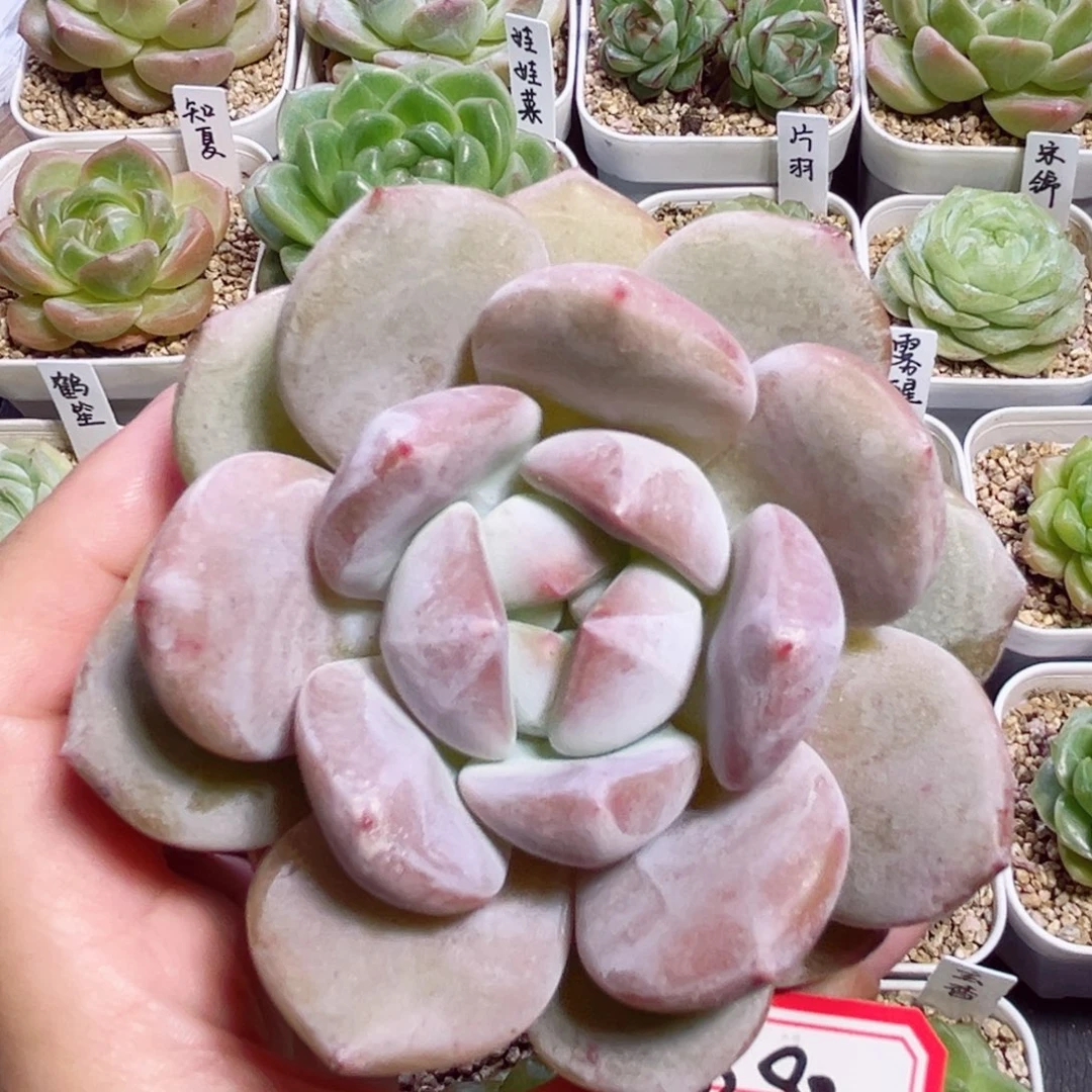 B98 一物一拍 糖芋头
