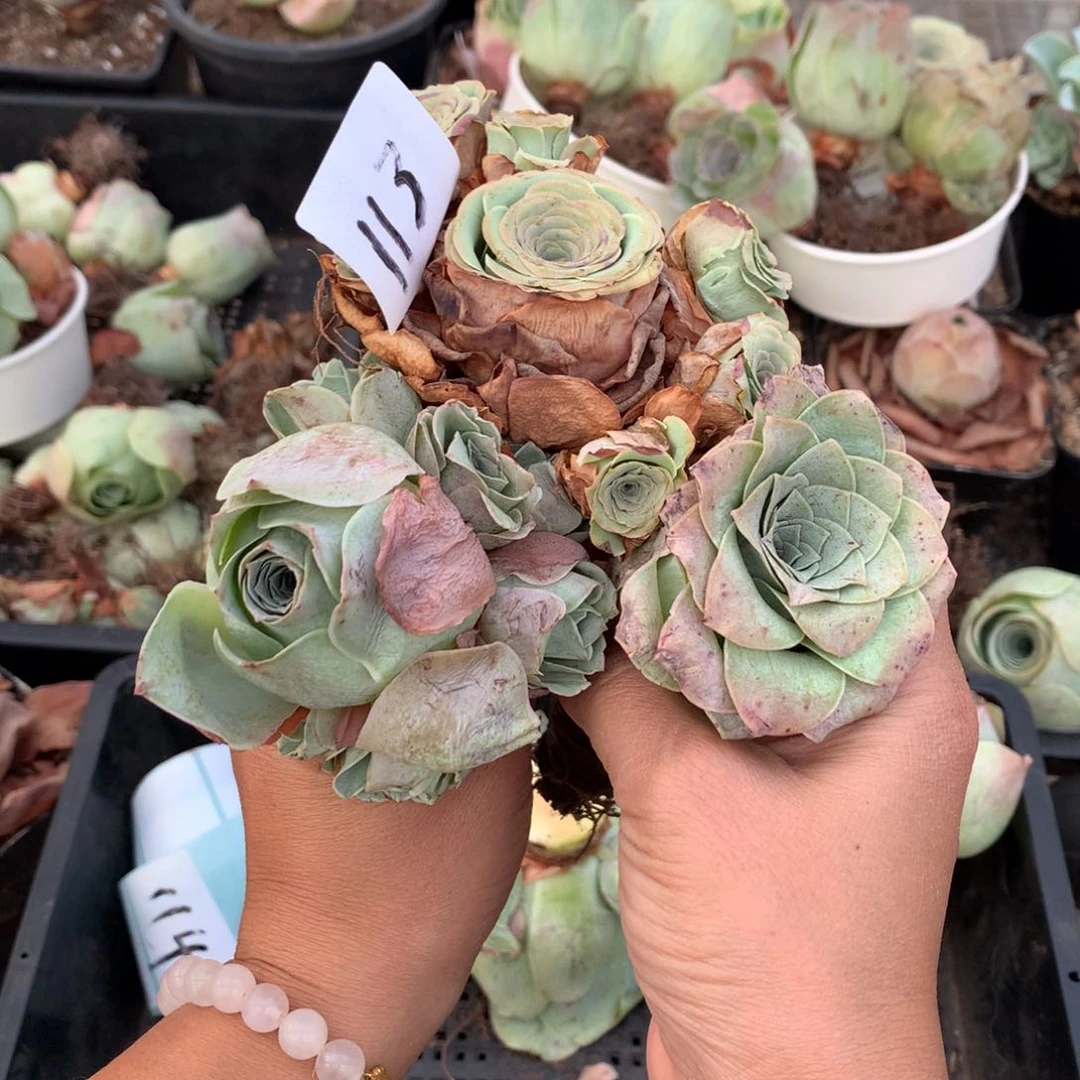 113 福利2颗山地玫瑰干瘪状态