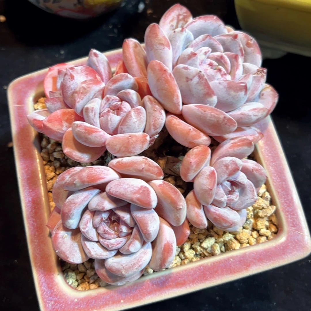 卖****姐新年快乐 新年快乐 新年快乐 新年快乐