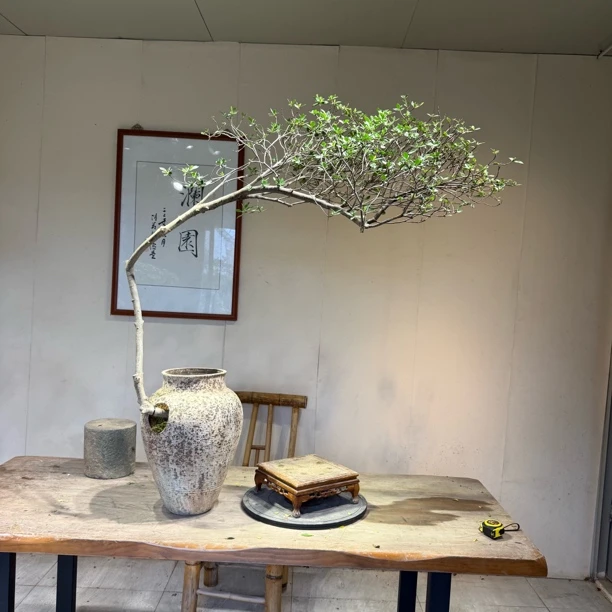 栀子花绿植盆景室内客厅茶台装饰意境