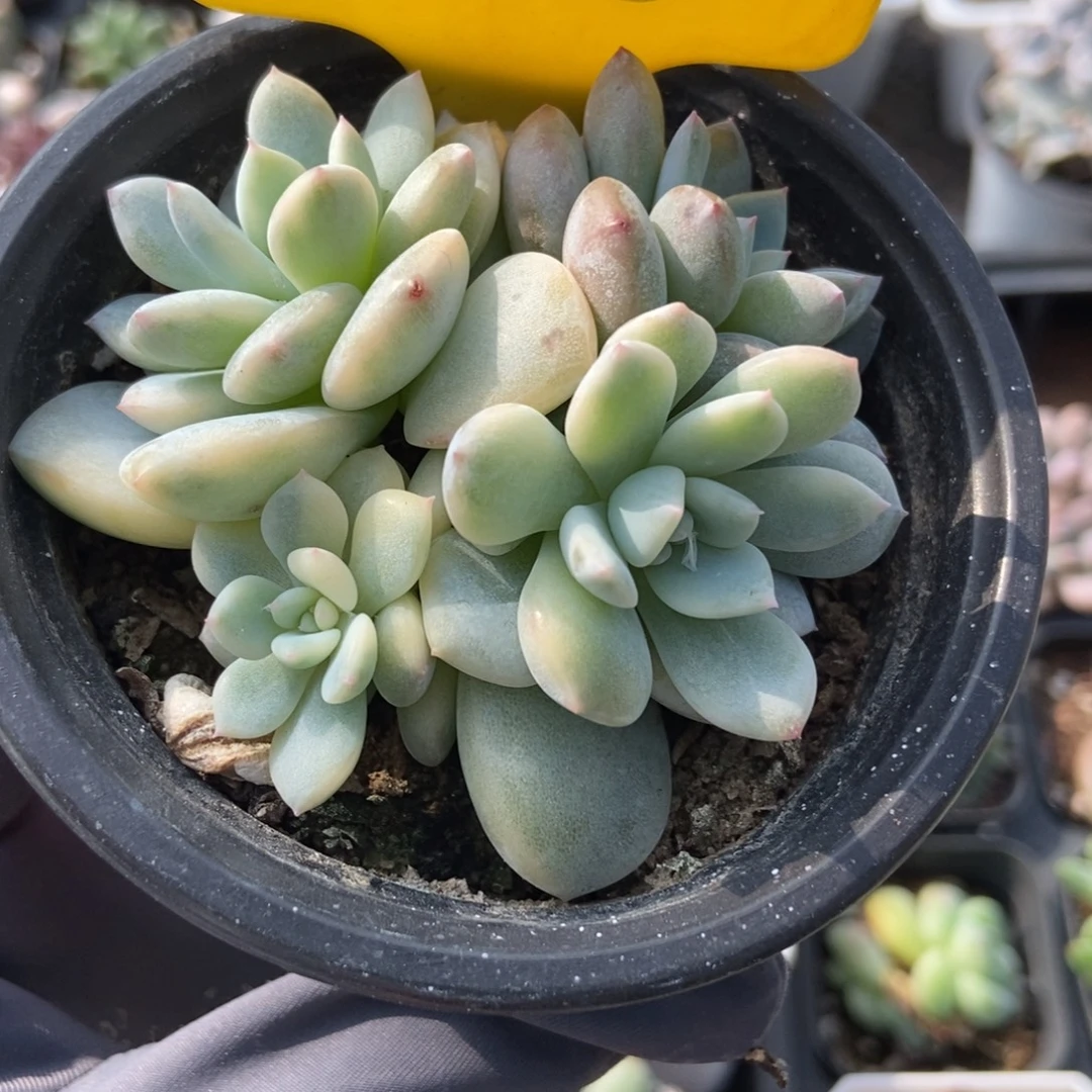 825梦露锦多肉植物