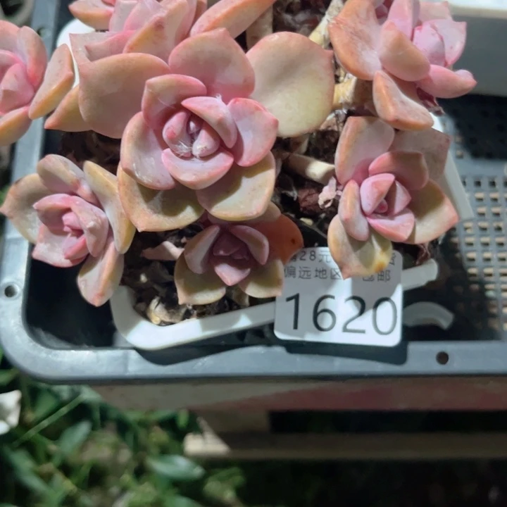 踏***村大1620jjjjjjjjjjjjkj