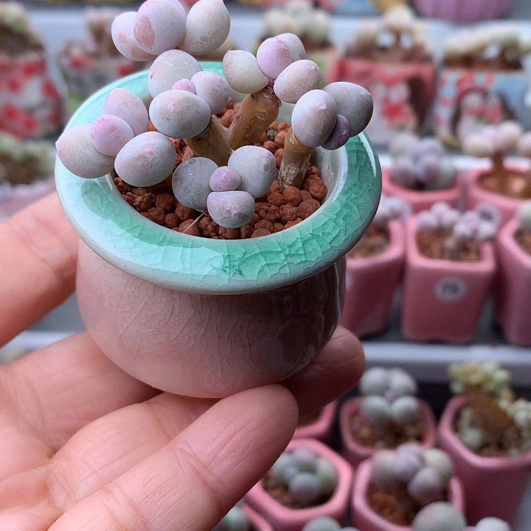 蛋黄奶酪带盆发货