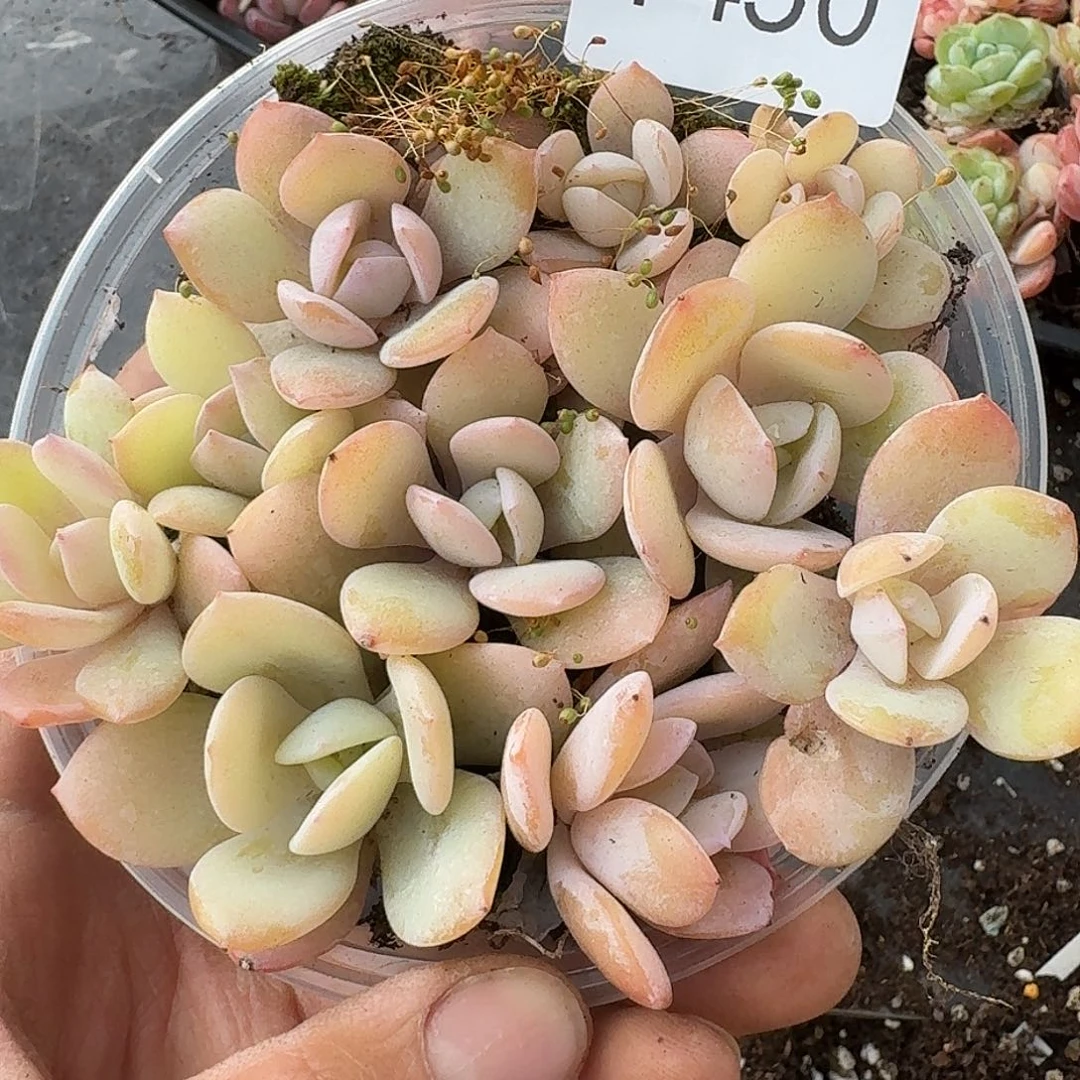 杂交新品珍妮多肉1450