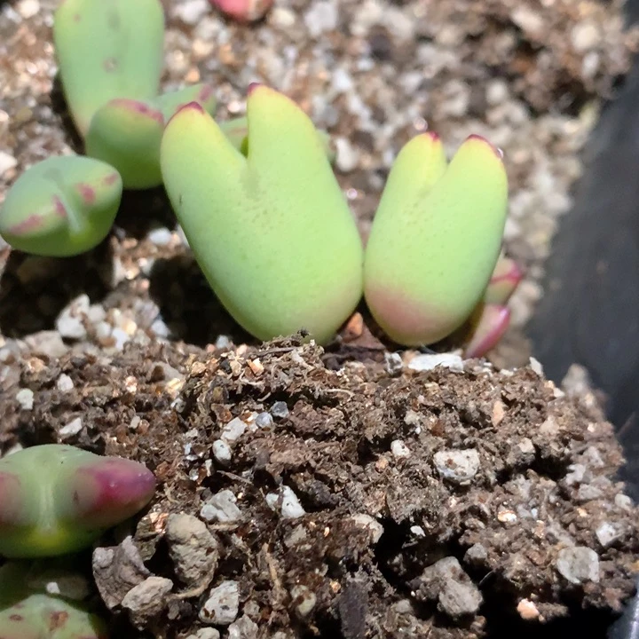 小*云小白云 肉锥植物