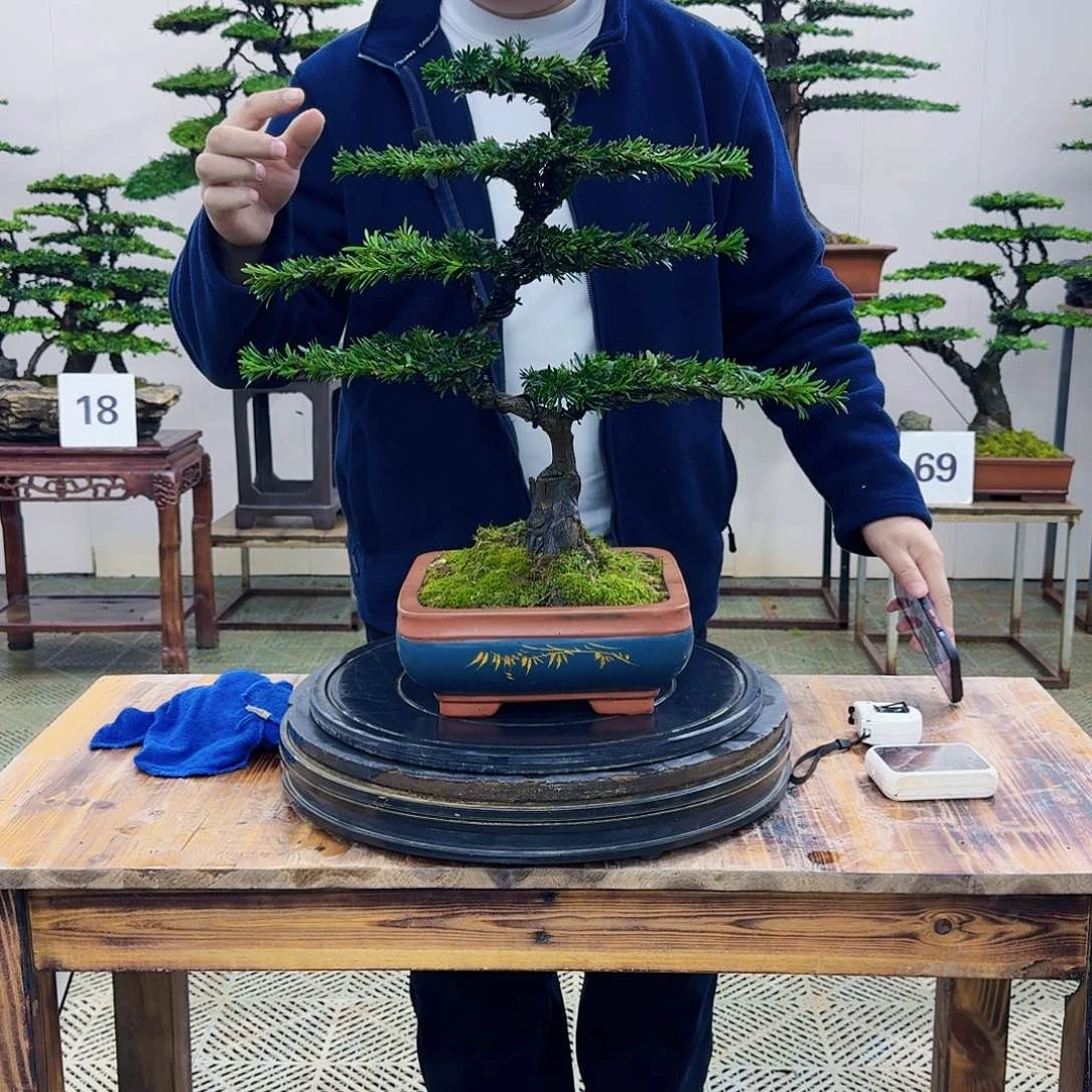 盆景米叶罗汉松盆景