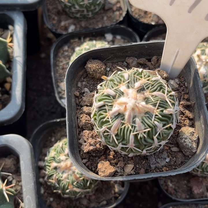 9970实生太刀岚好养