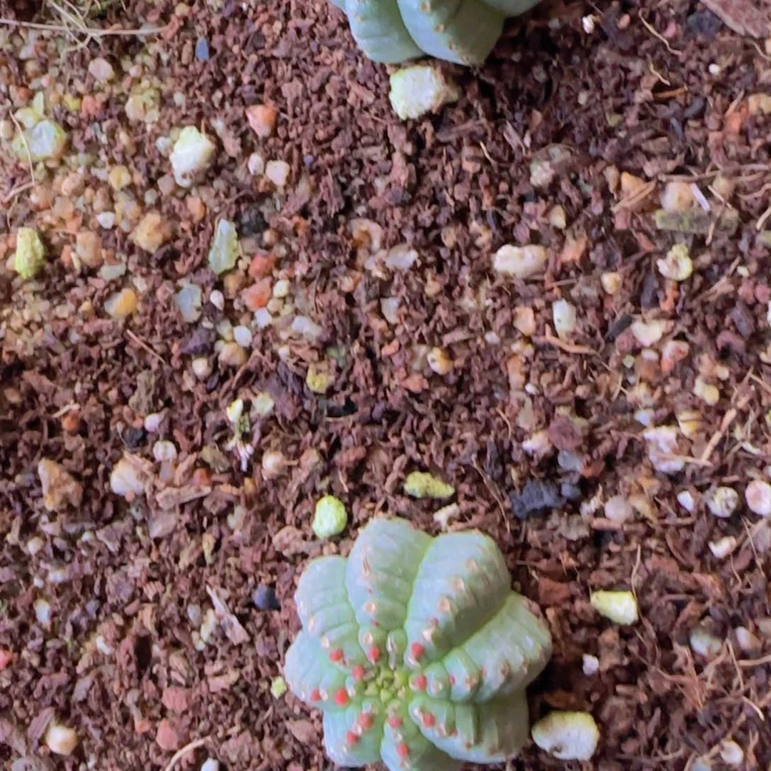 大****错块根植物块根植物块根