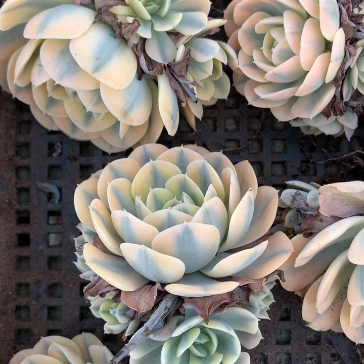 鲁氏锦手捧额脱土