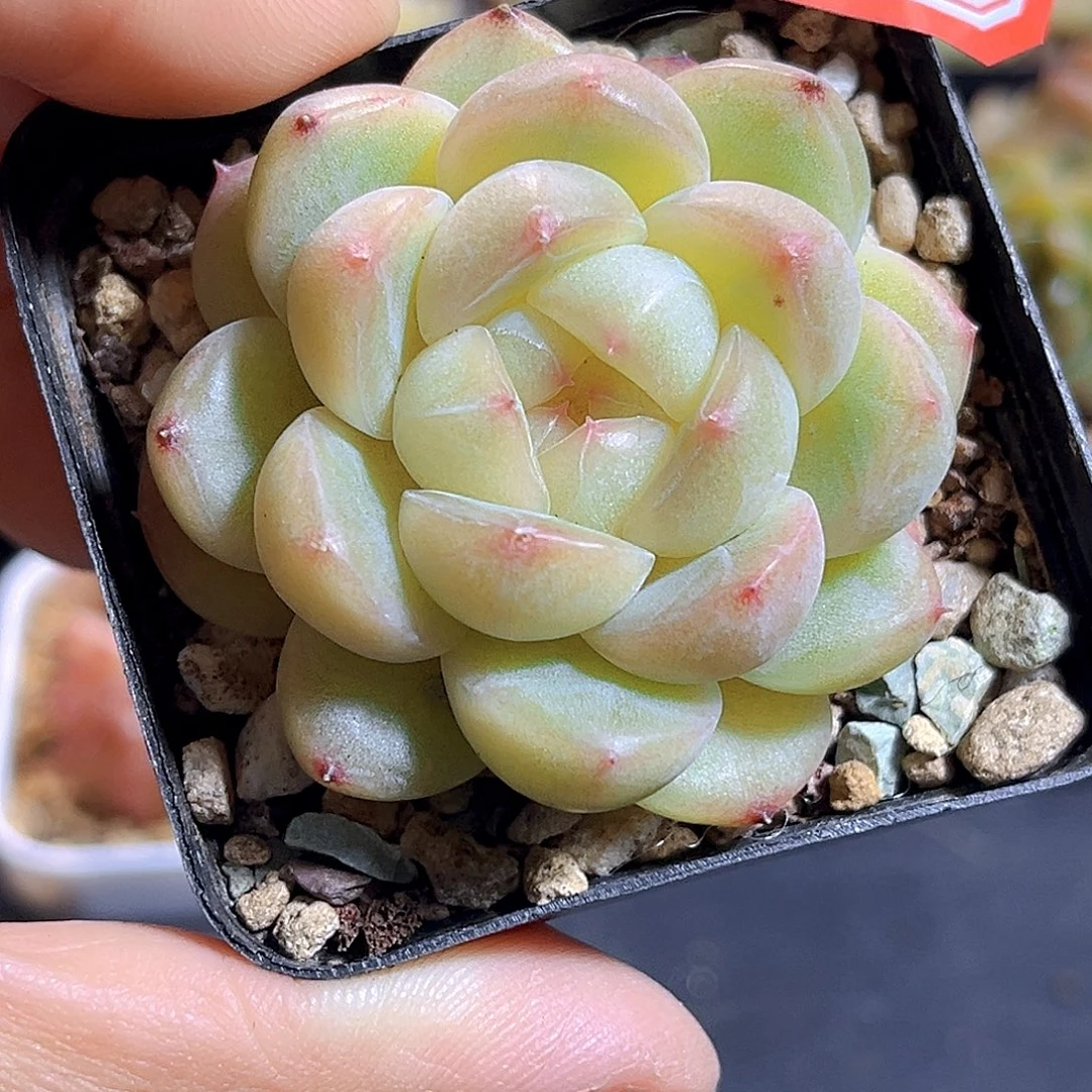 H766  黄财 满18包邮