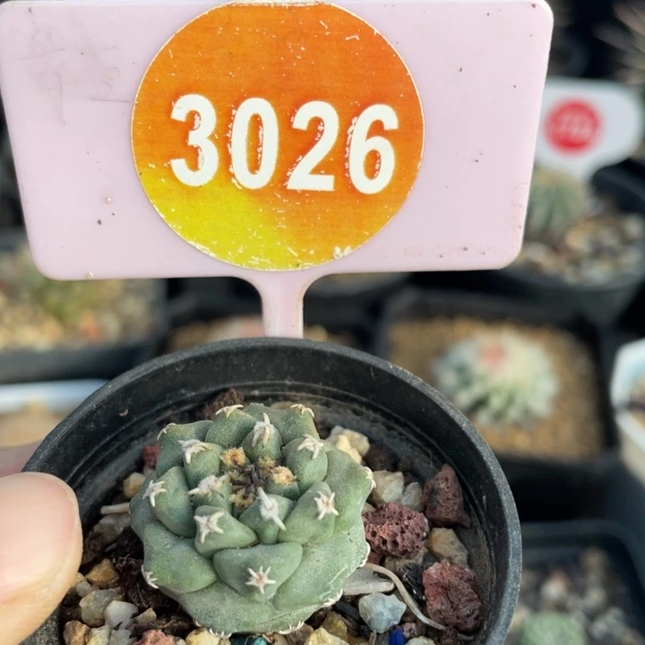 实生亦花娇丽302600000