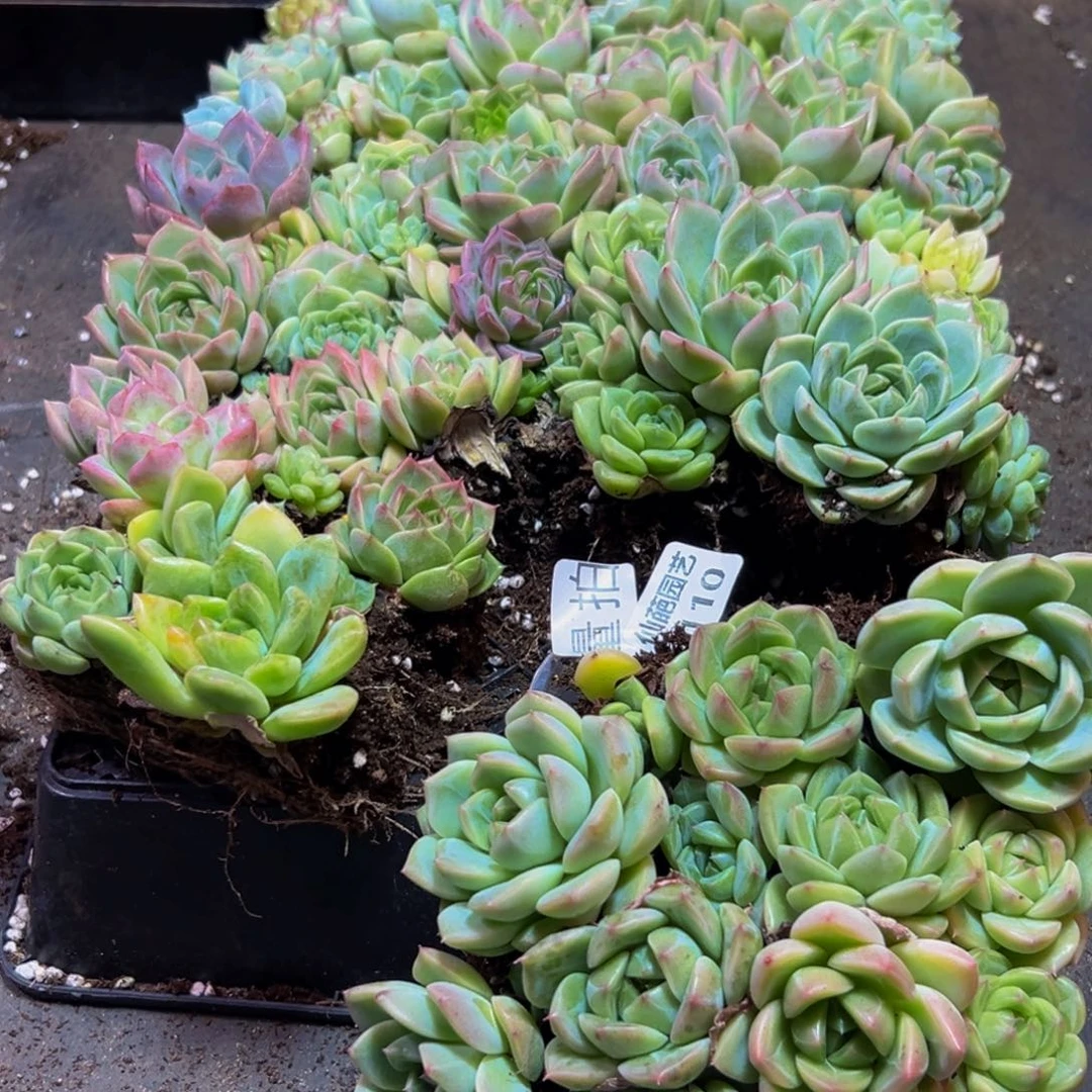 110量拍一盒20颗发货