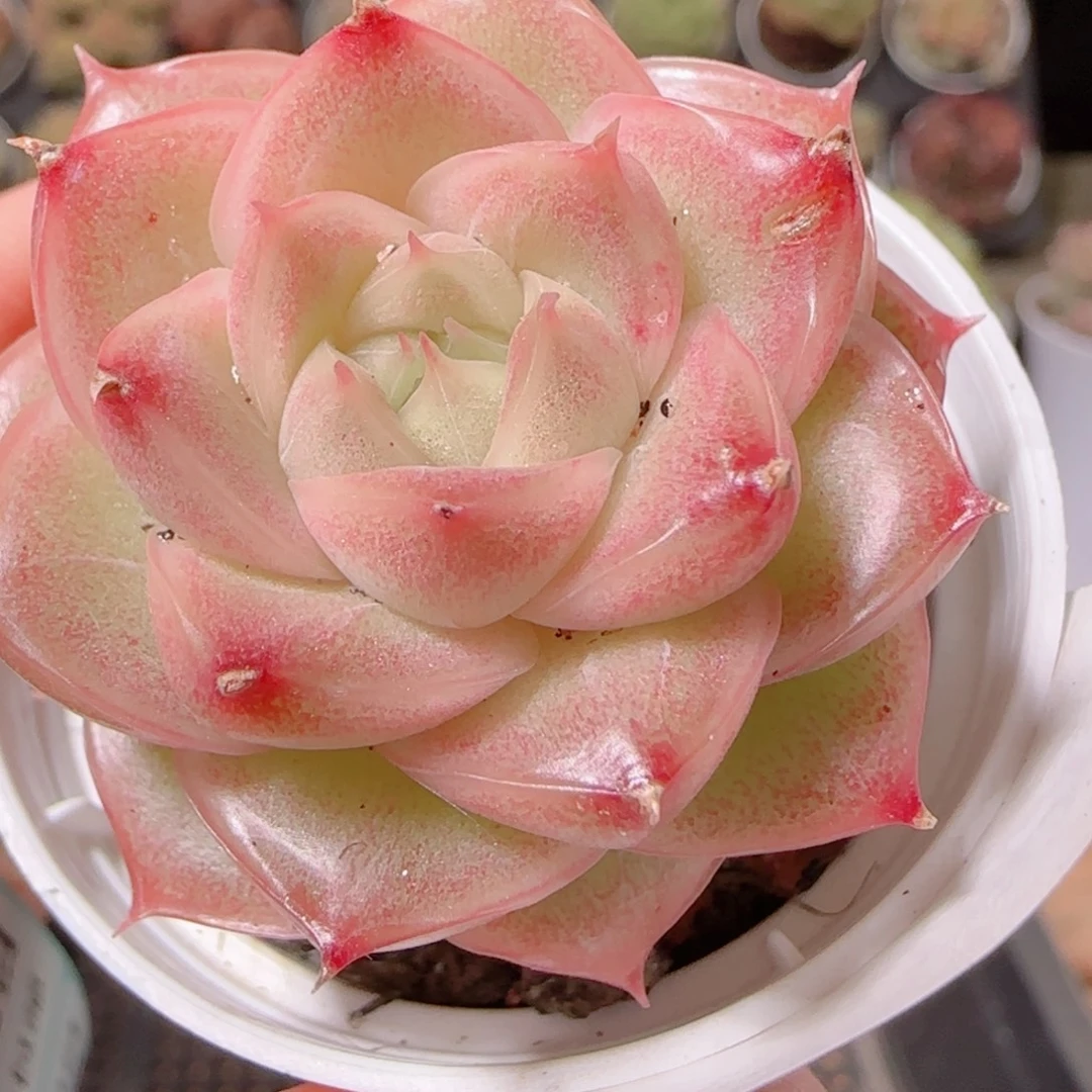 花语逸镜1130-112叶伤