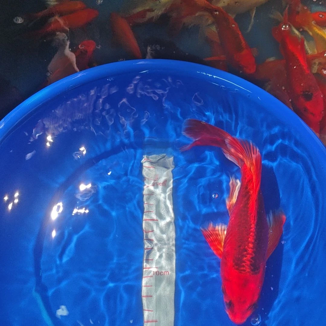 中国大陆冷水观赏鱼蝴蝶鲤