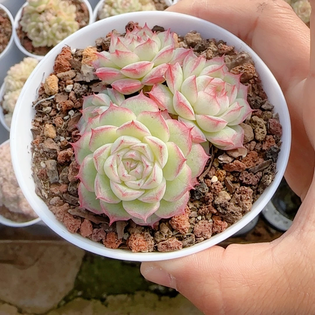 荆***枫1126-37（女王优选）