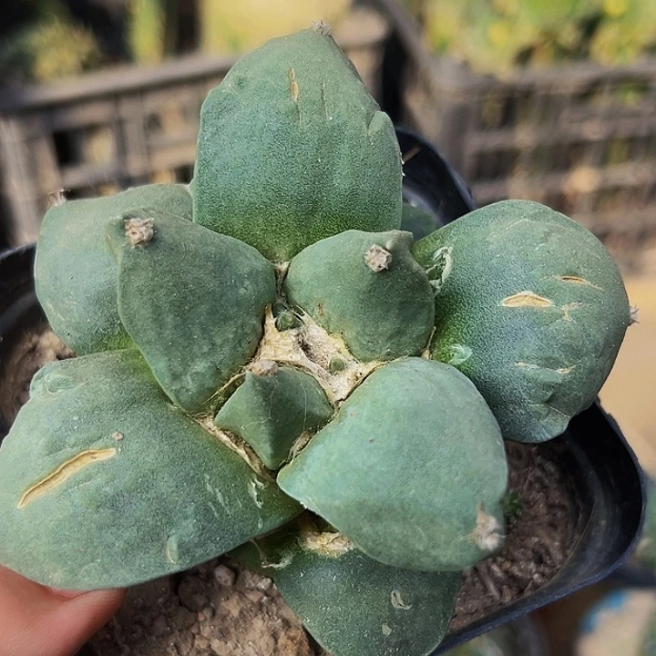 无花朵福利大尤龙牙青瓷牡丹233（10）