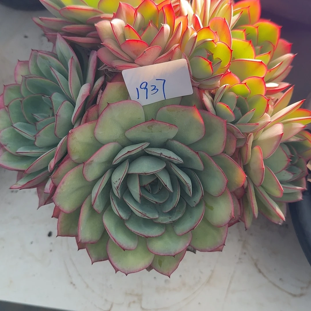 1937牡丹亭多肉植物