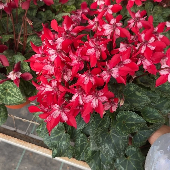 完全开放自己拍价高者得