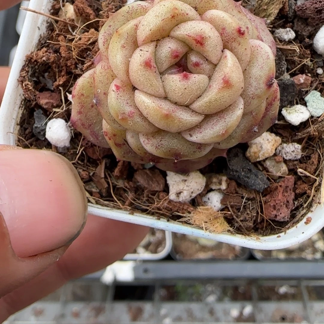 多肉小卡拉米糖心一物一拍