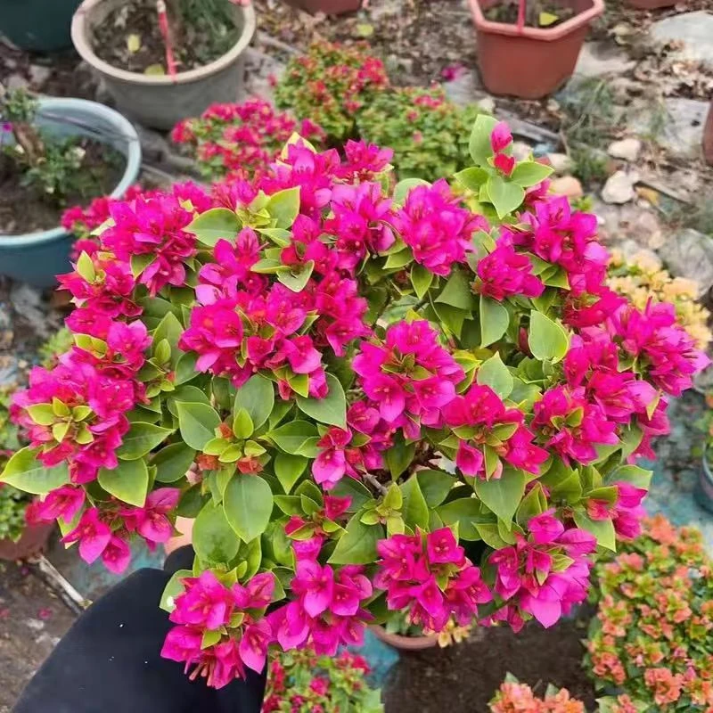 塔紫三角梅老桩庭院阳台花卉一棵