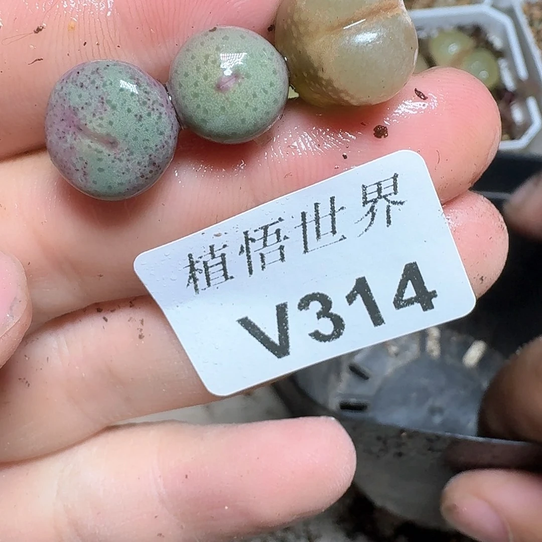 314号多肉植物哇f v