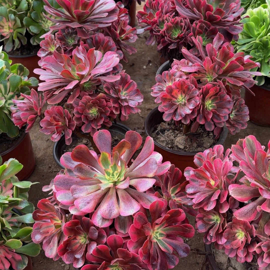 美杜莎手捧9.9多肉植物