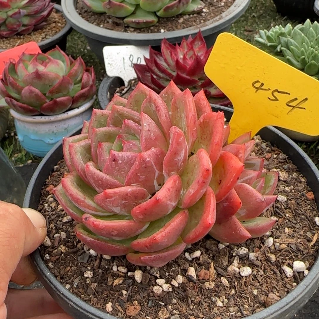 香槟惊鸿一物一拍包装收缩花旱土454