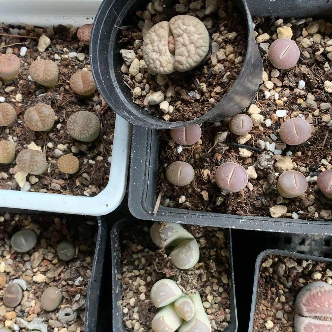 A****ᐝK382多肉植物保护