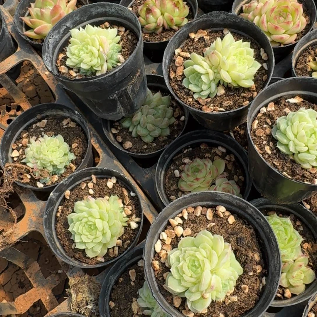 10-44母猪体麦秆五颗量拍水池边