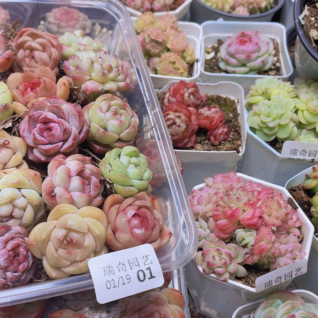 00000000000001量拍