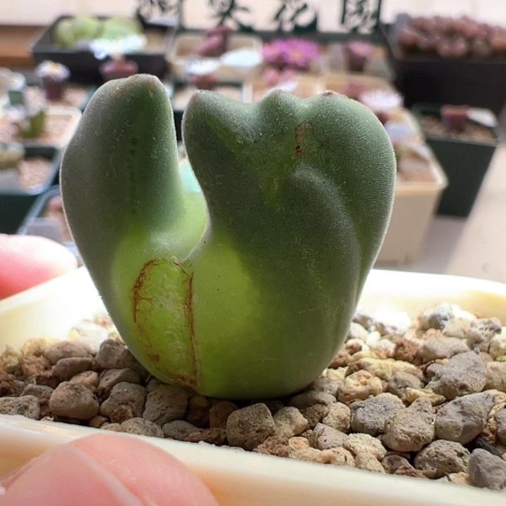 121。天使之翼。大眼睛。    限时秒