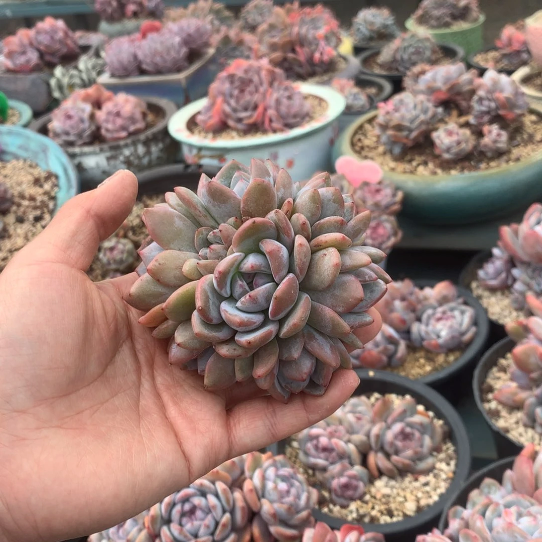 花花花花花花花花07