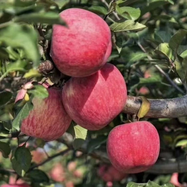 陕西高原富士苹果5斤/袋装