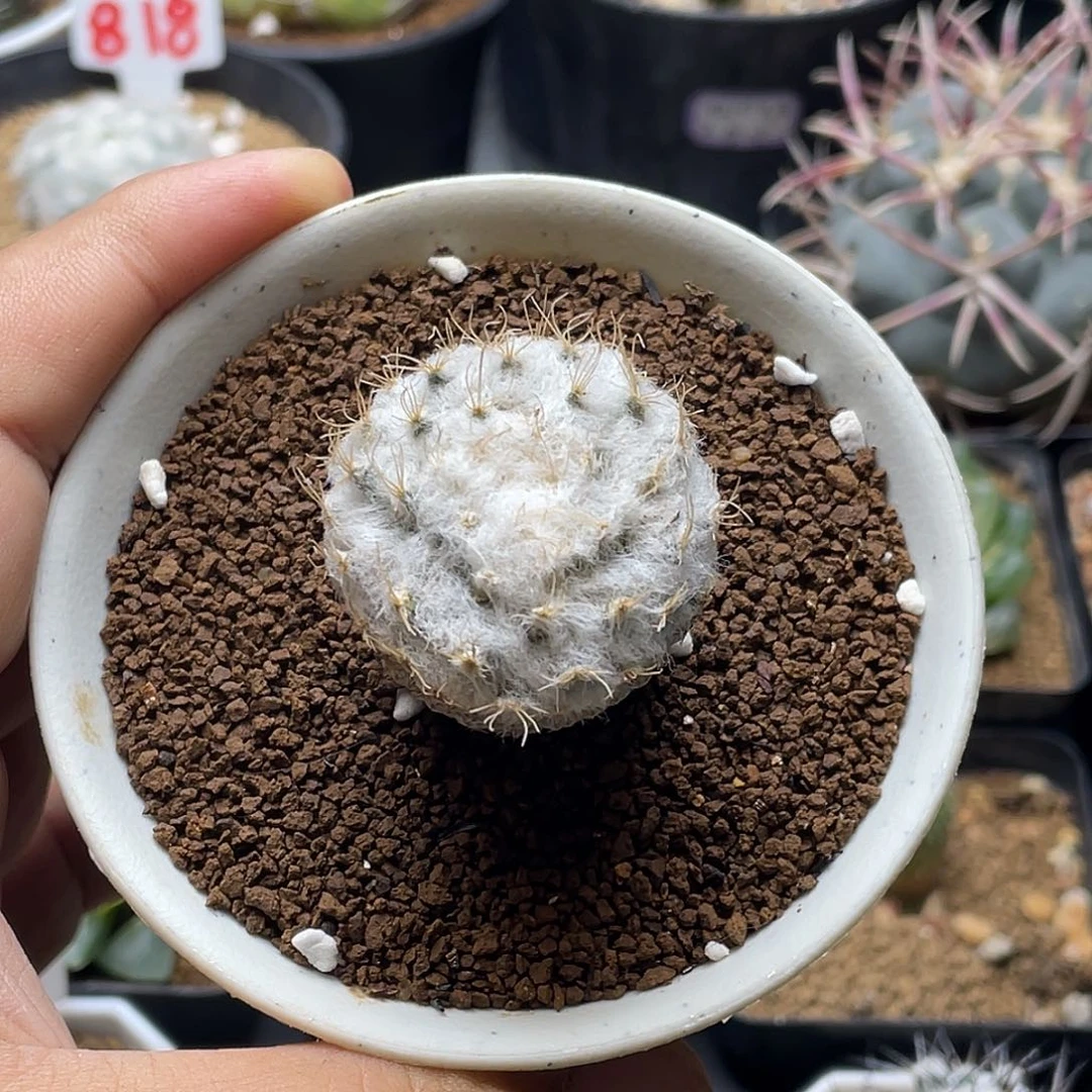 雪顶银牡丹 带盆土包邮