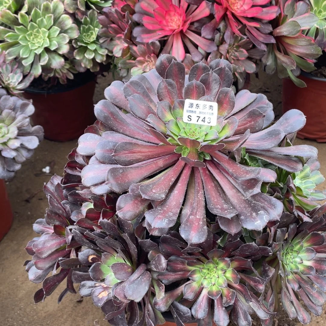 743红铜壶多肉法师断枝不包