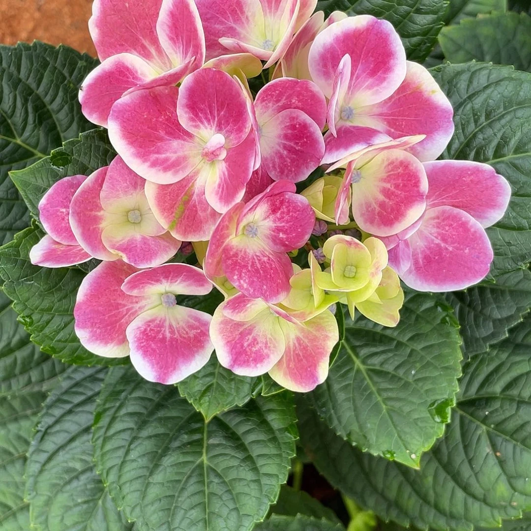 绣球切花一物一拍3枝起包邮，22