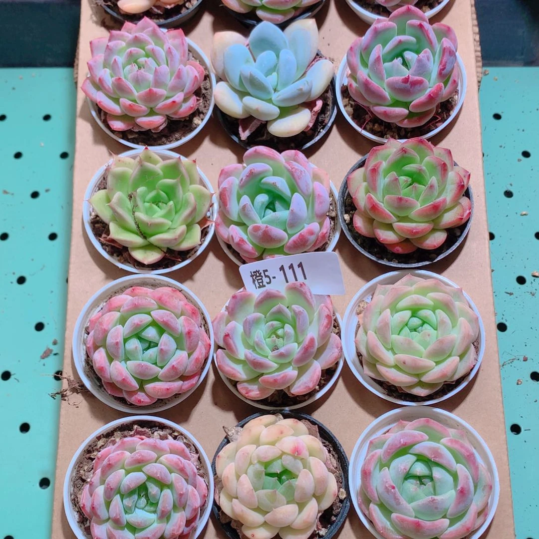 5-111一物一拍带盆18颗