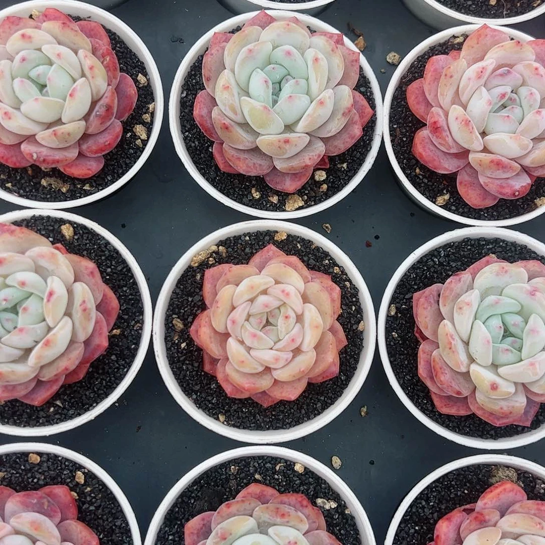 多肉植物15-10单头橙子